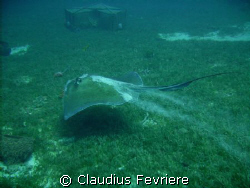 Stingray by Claudius Fevriere 